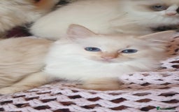 Ragdoll cats for sale: 💖Beautiful GCCF Registered Ragdoll Kittens. - Image 14