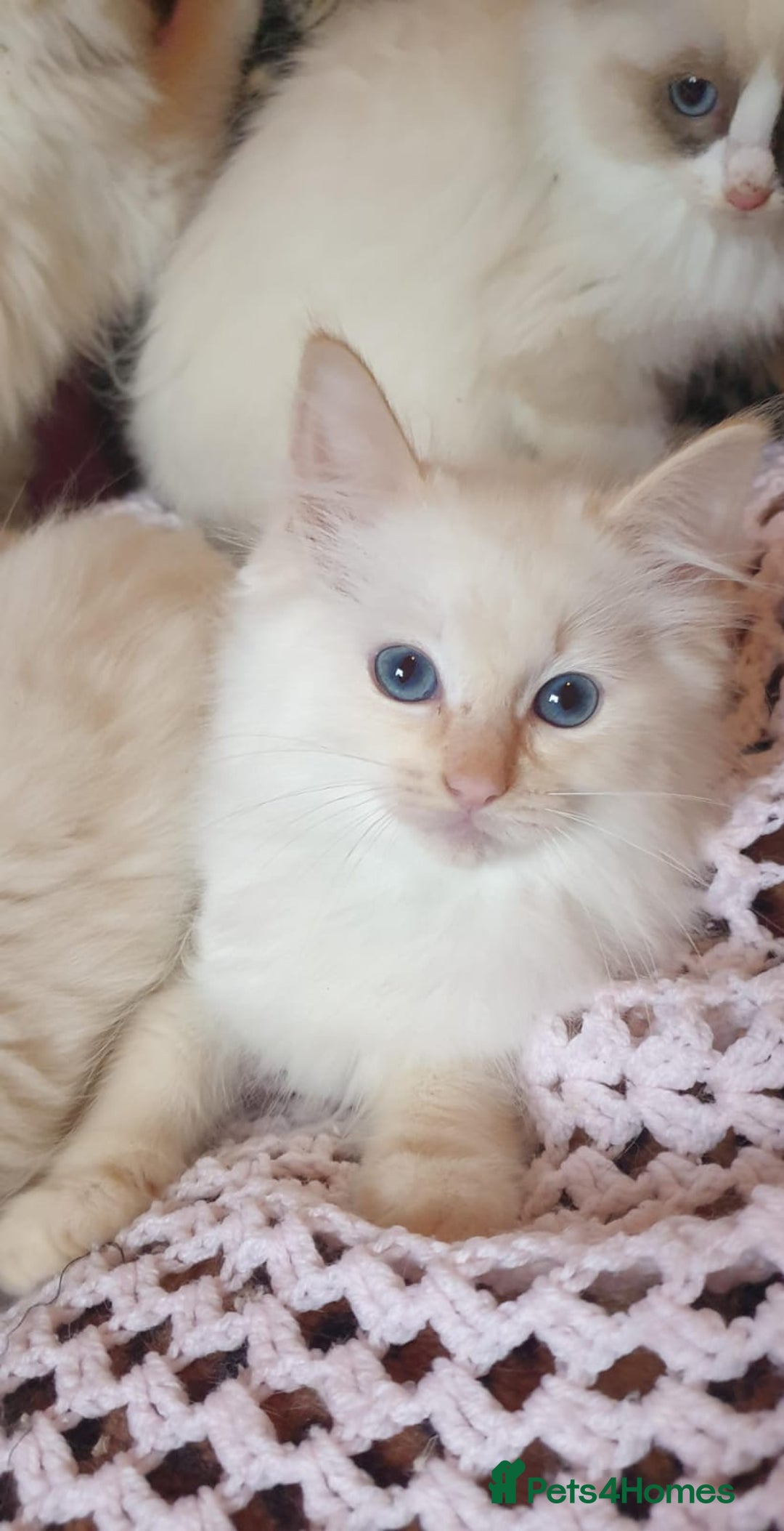 Ragdoll cats for sale: 💖Beautiful GCCF Registered Ragdoll Kittens. - Image 14