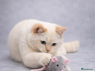 British Shorthair cats RARE NON NEUTERED Flame Point British Shorthair!!! - Advert 4