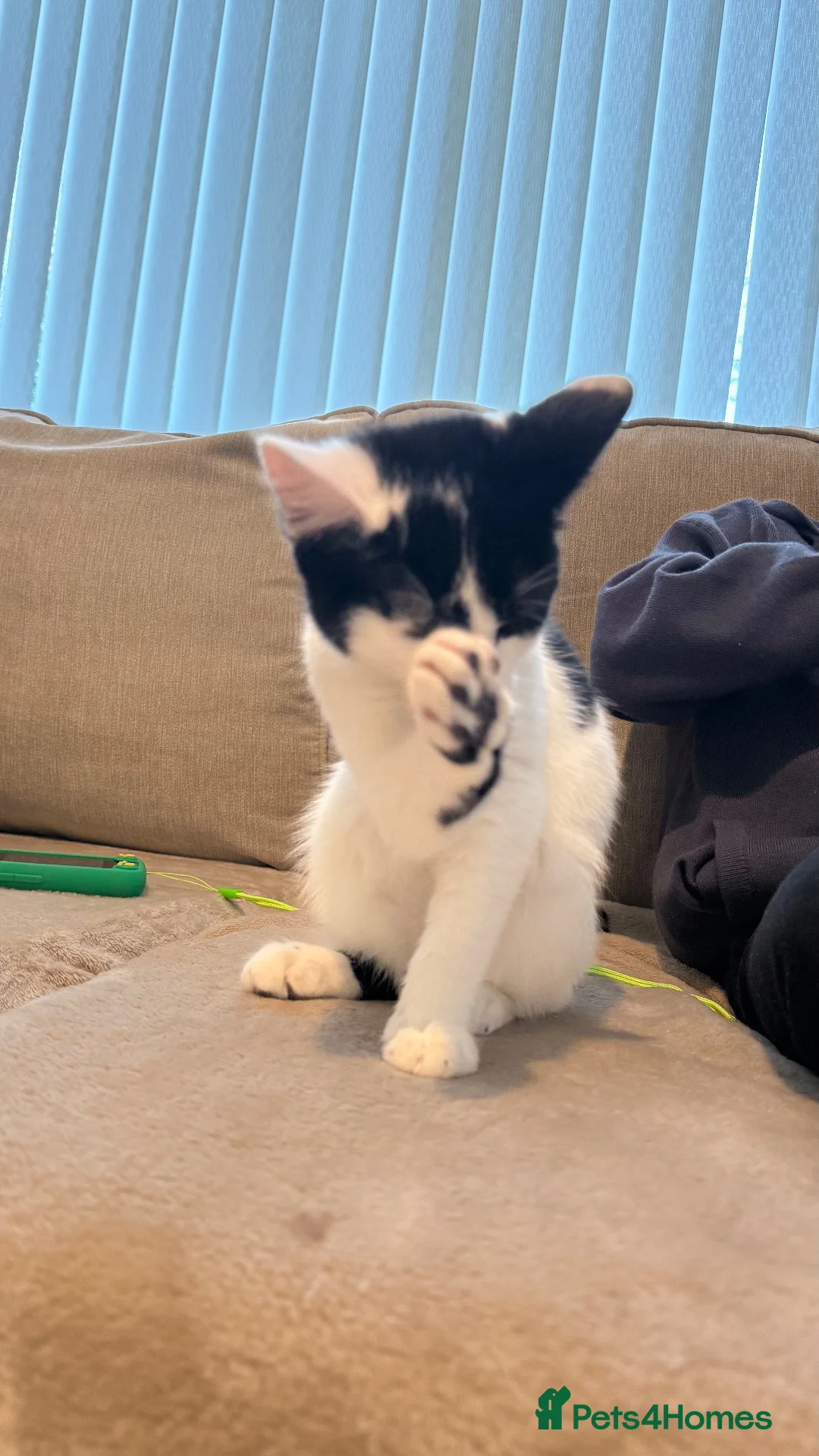 British Longhair cats for sale: Lulu  - Advert 2