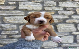 Cocker Spaniel dogs for sale: Stunning Working Cocker Spaniel Puppies - Image 11