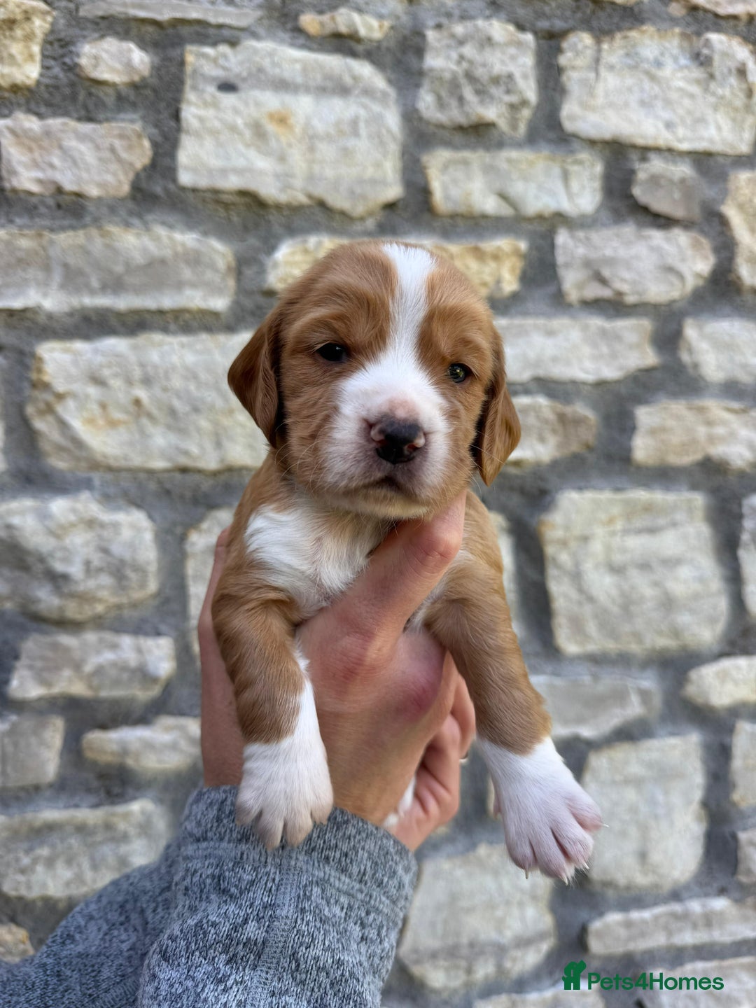 Cocker Spaniel dogs for sale: Stunning Working Cocker Spaniel Puppies - Image 11
