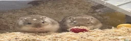 Gerbil rodents for sale: Two male Gerbils and Cage - Advert 2