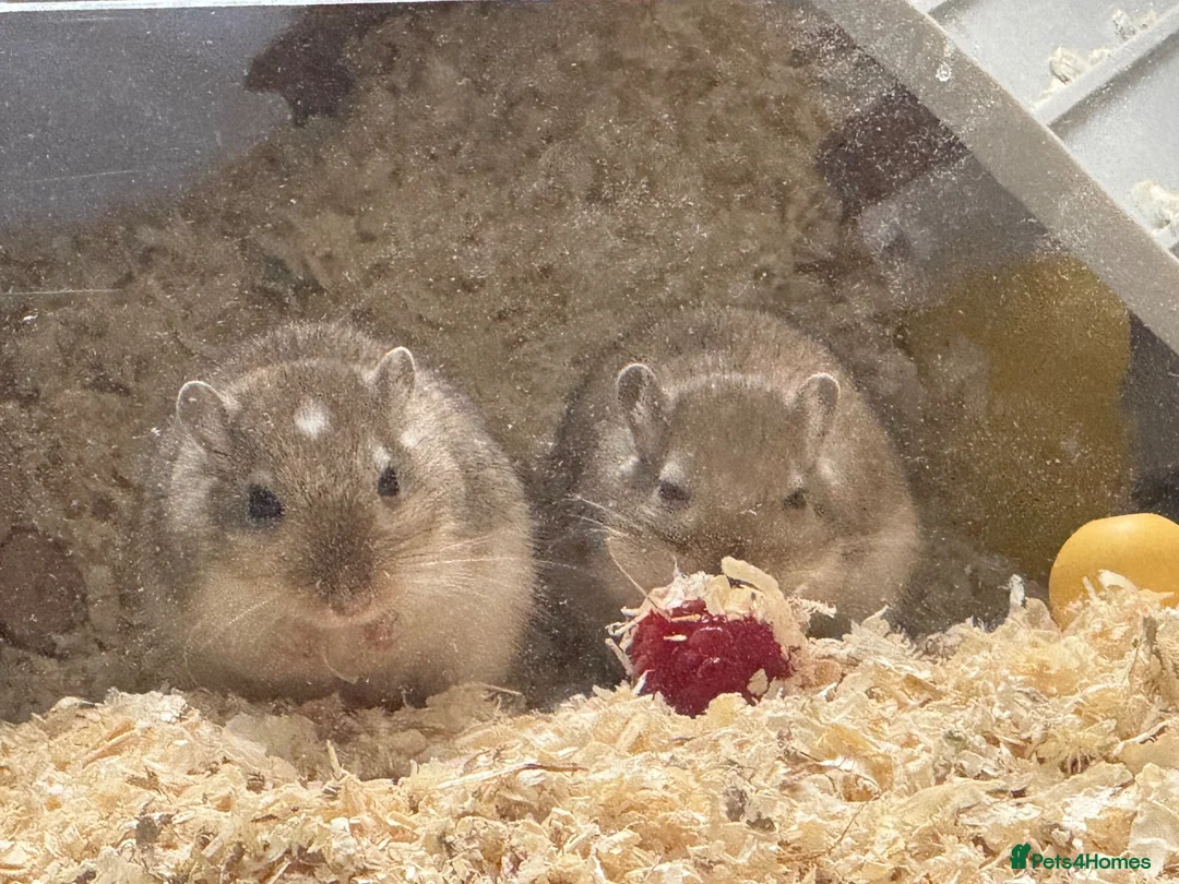 Gerbil rodents for sale: Two male Gerbils and Cage - Advert 2