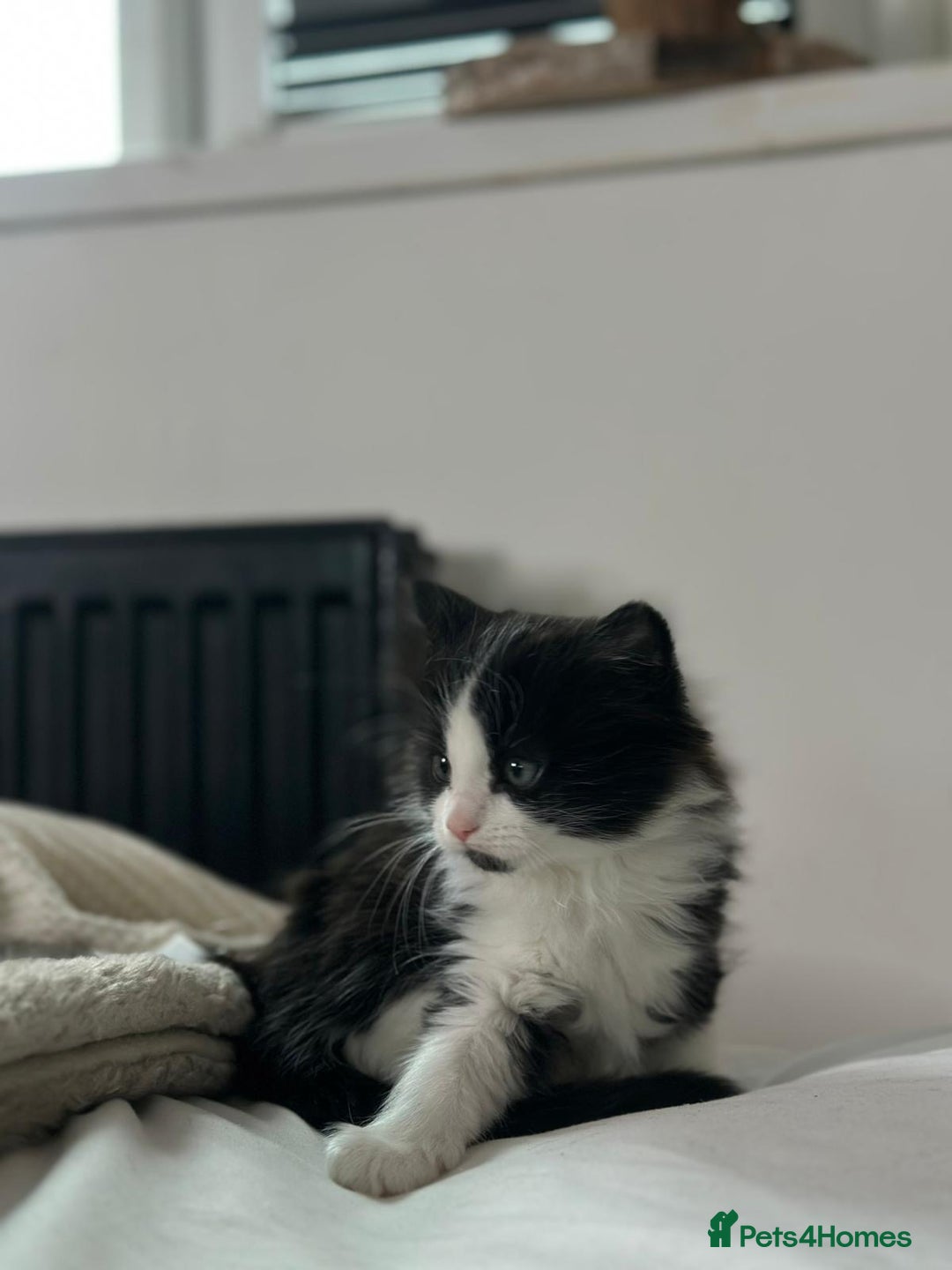 Mixed Breed cats for sale: 4 Maine coon kittens available now  - Advert 16