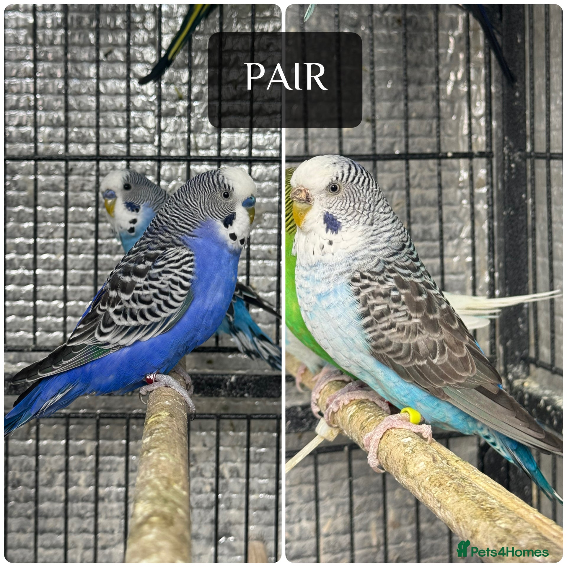 Budgerigars birds Beautiful mutation bw/bf  - Advert 2