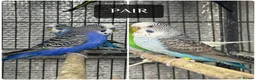 Budgerigars birds for sale: Beautiful mutation bw/bf  - Advert 1