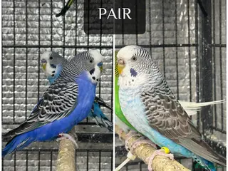 Budgerigars birds Beautiful mutation bw/bf - Advert 2