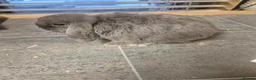 Mini Lop rabbits for sale: Baby mini lop rabbits - Advert 5