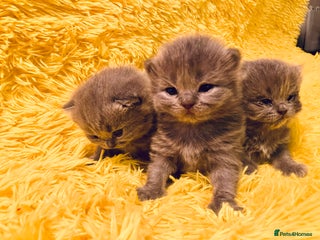 British Shorthair cats 💙❤️ British shorthair 💙❤️ - Advert 15
