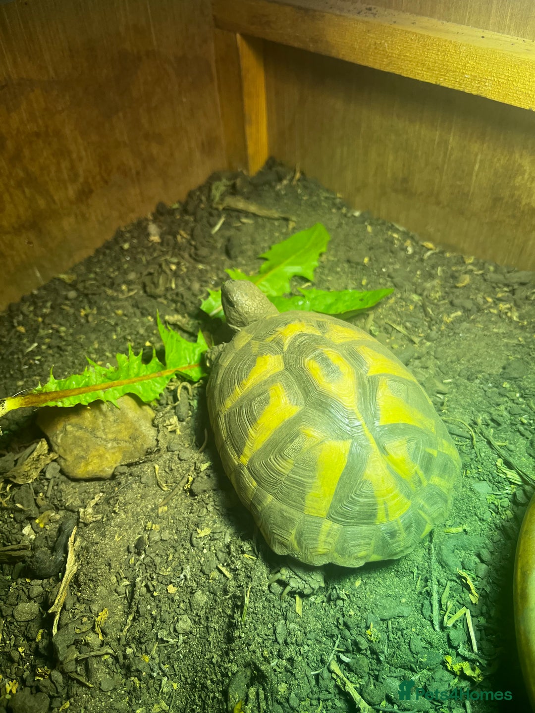Hermann Tortoise reptiles for sale: Beautiful Hermann Tortoise – Hettie 🐢  - Image 7