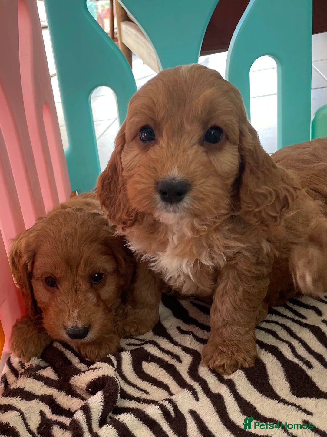 Cockapoo dogs for sale: F1 MINIATURE COCKAPOO PUPPIES DNA HEALTH TESTED  - Advert 15