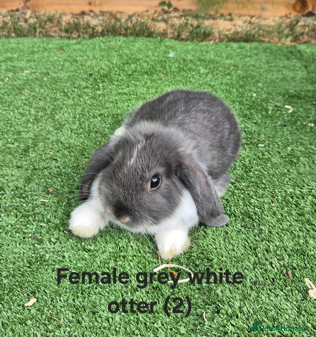 Mini Lop rabbits for sale: Baby mini lop rabbits for sale - Image 2