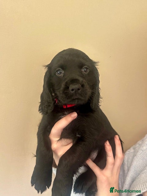 Cocker Spaniel dogs Working Cocker Spaniel KC registered pure breed - Advert 1