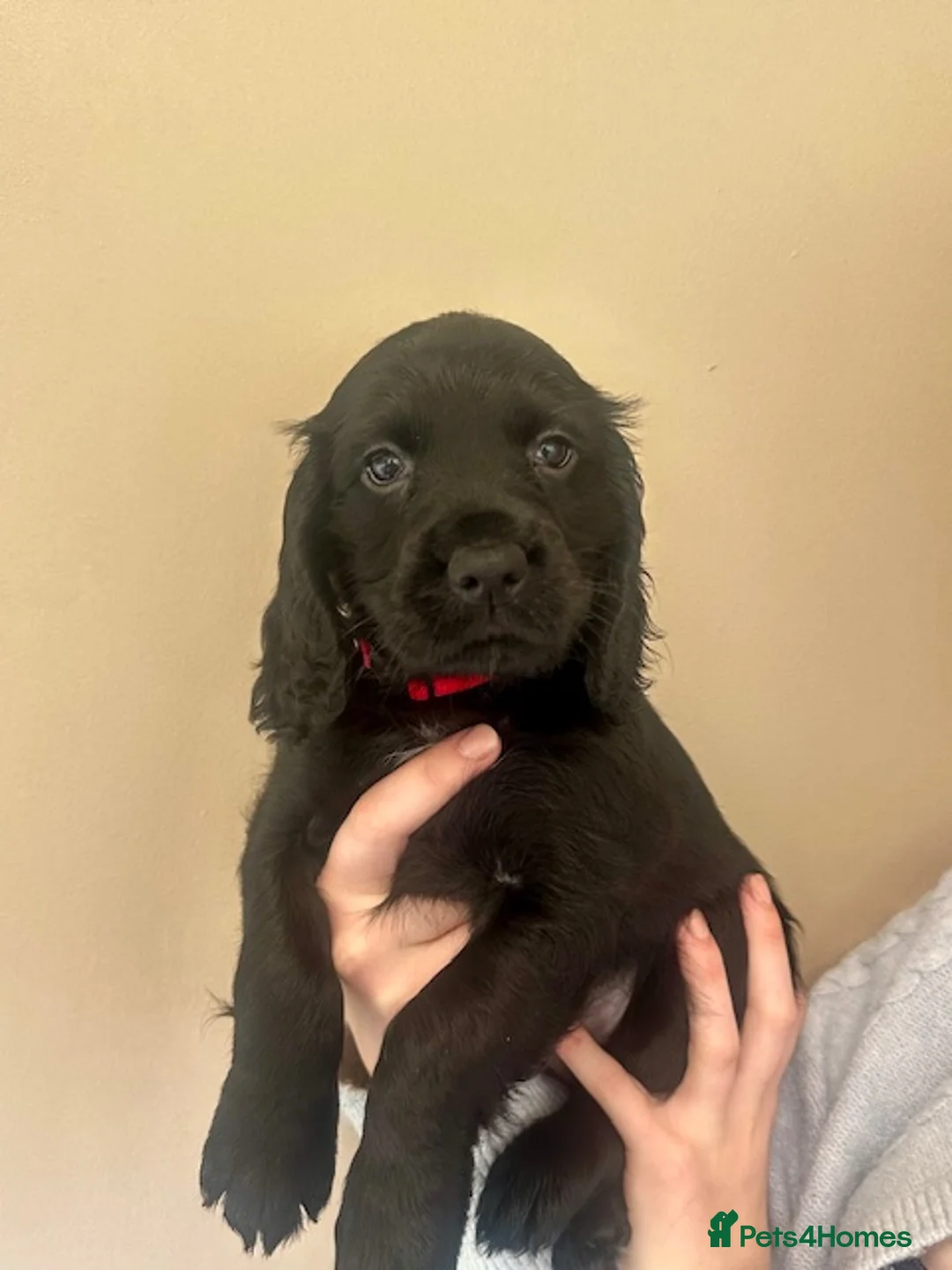 Cocker Spaniel dogs for sale: Working Cocker Spaniel KC registered pure breed - Advert 1