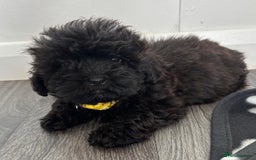 Shihpoo dogs for sale: Adorable shihpoo puppies - Image 11