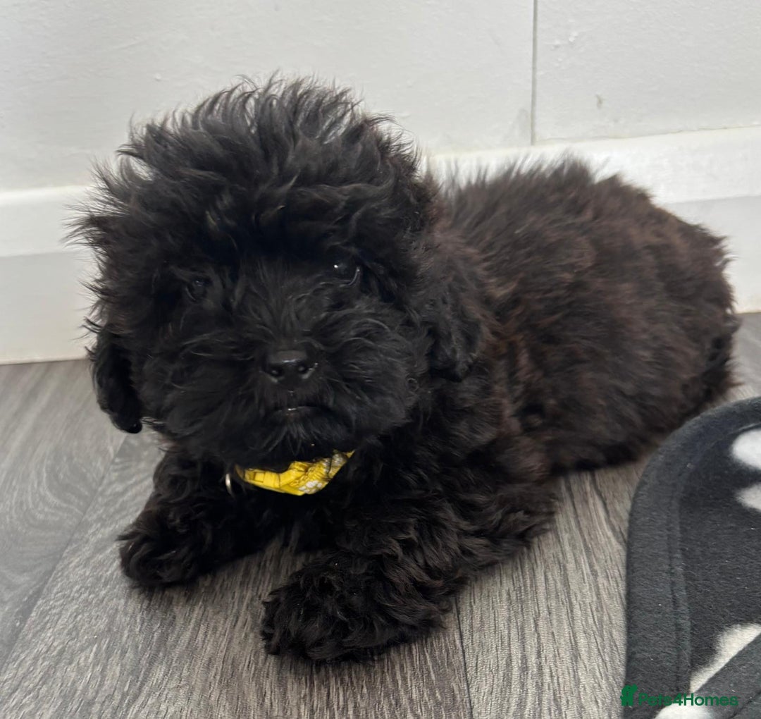 Shihpoo dogs for sale: Adorable shihpoo puppies - Image 11