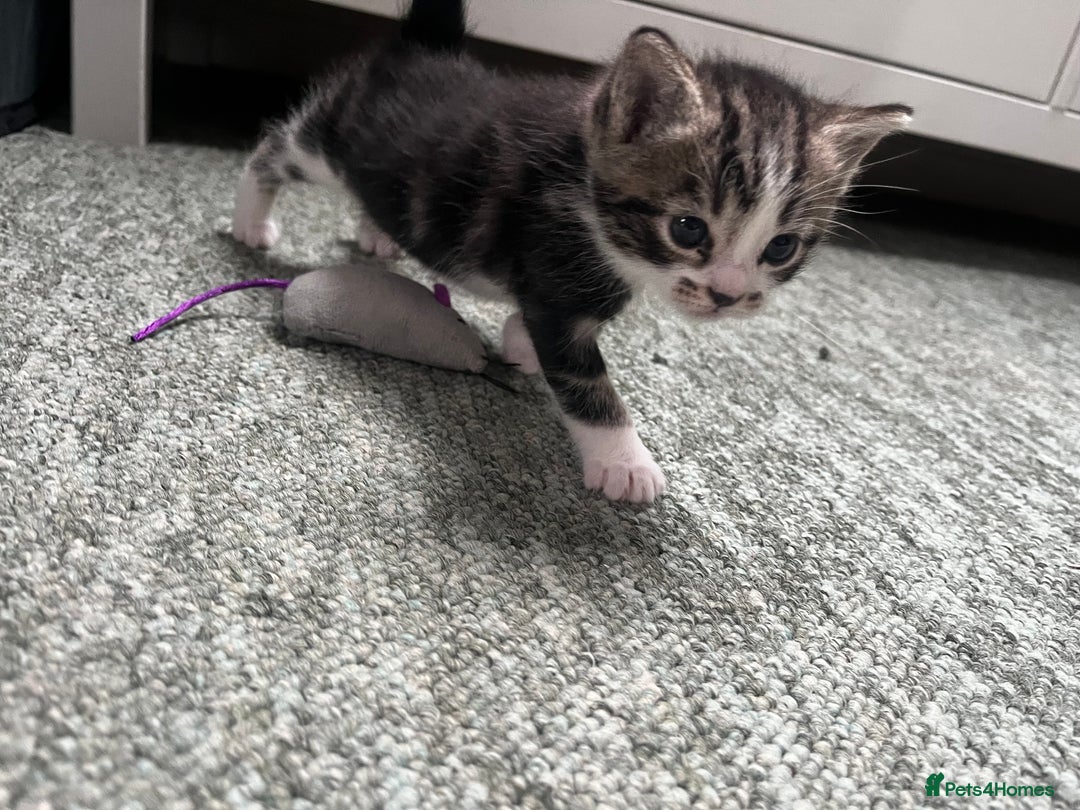 Ragdoll cats for sale: Ragdoll X kittens  - Advert 14