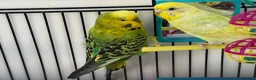 Budgerigars birds for sale:     Budgies & Quail Chicks + Cage - Advert 8