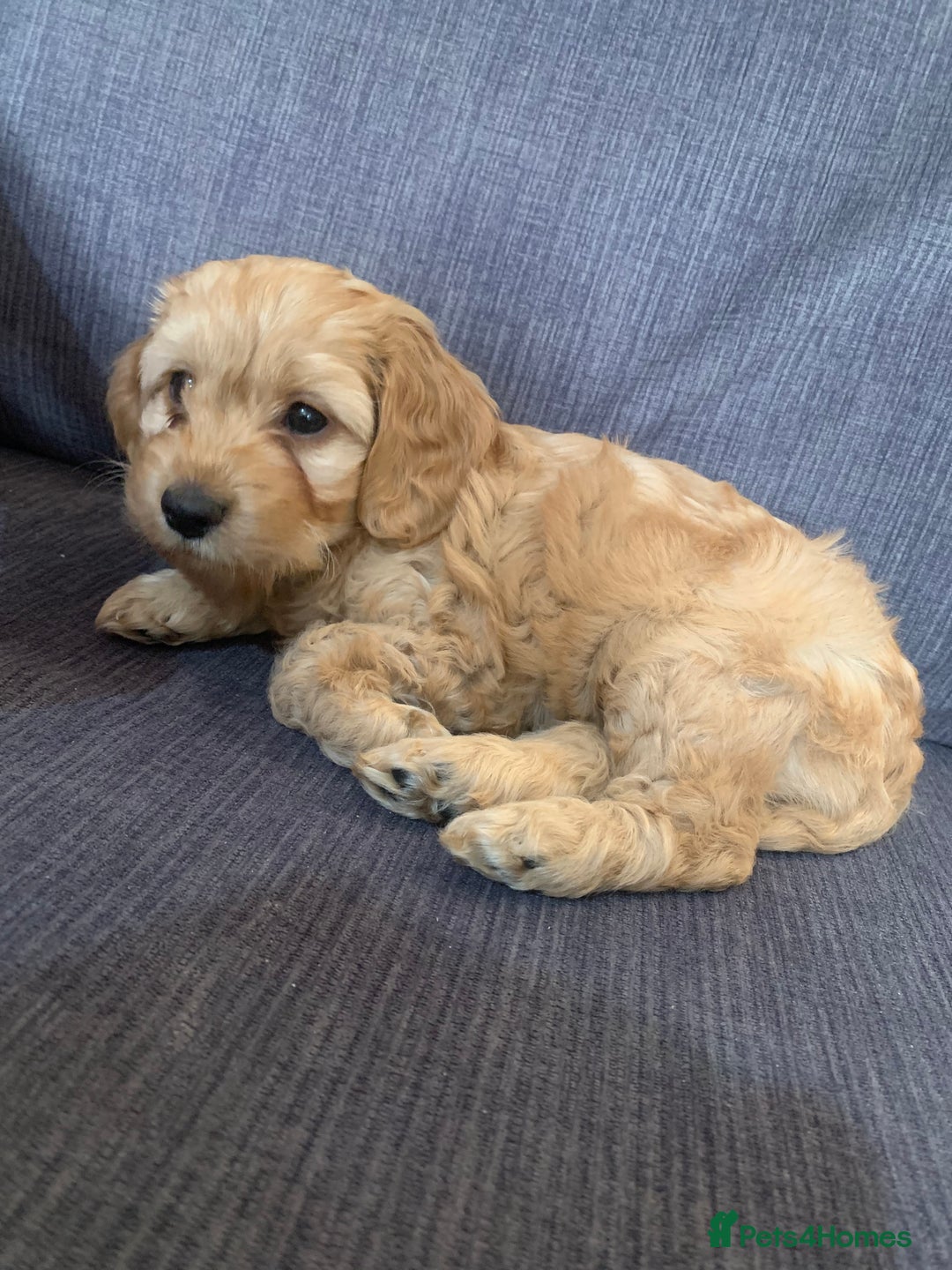 Cockapoo dogs for sale: Cockapoo - Advert 5