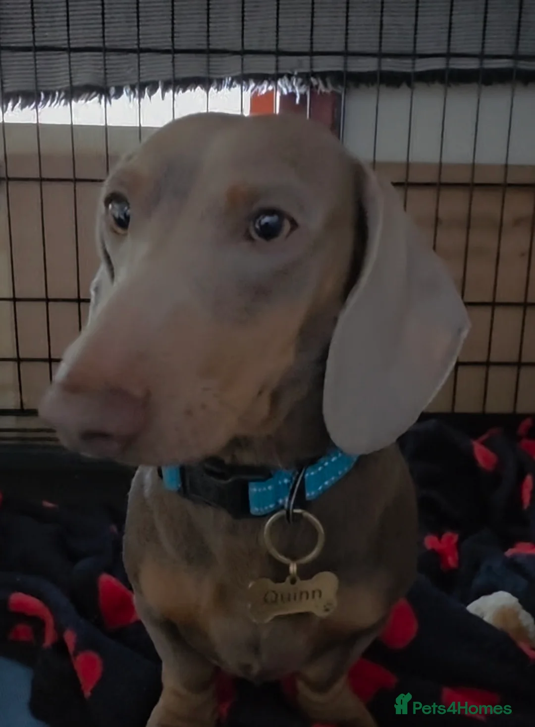 Miniature Dachshund dogs for sale: Miniature Dachshund Quinn  - Advert 4