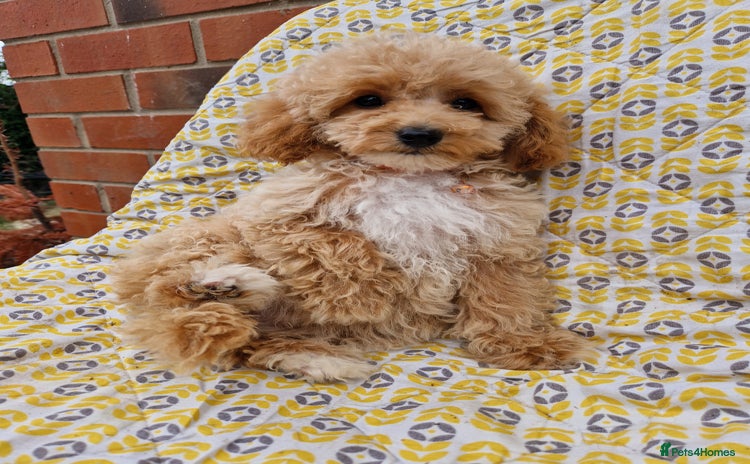 Cockapoo dogs - Advert 3