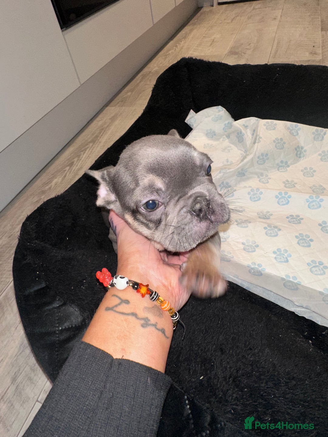 French Bulldog dogs for sale: FRENCH BULLDOG PUPPYS❤️ ready find forever home❤️ - Advert 4