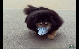 German Spitz dogs for sale: KC Reg Show Type German Spitz (Klein) For Sale. - Image 16