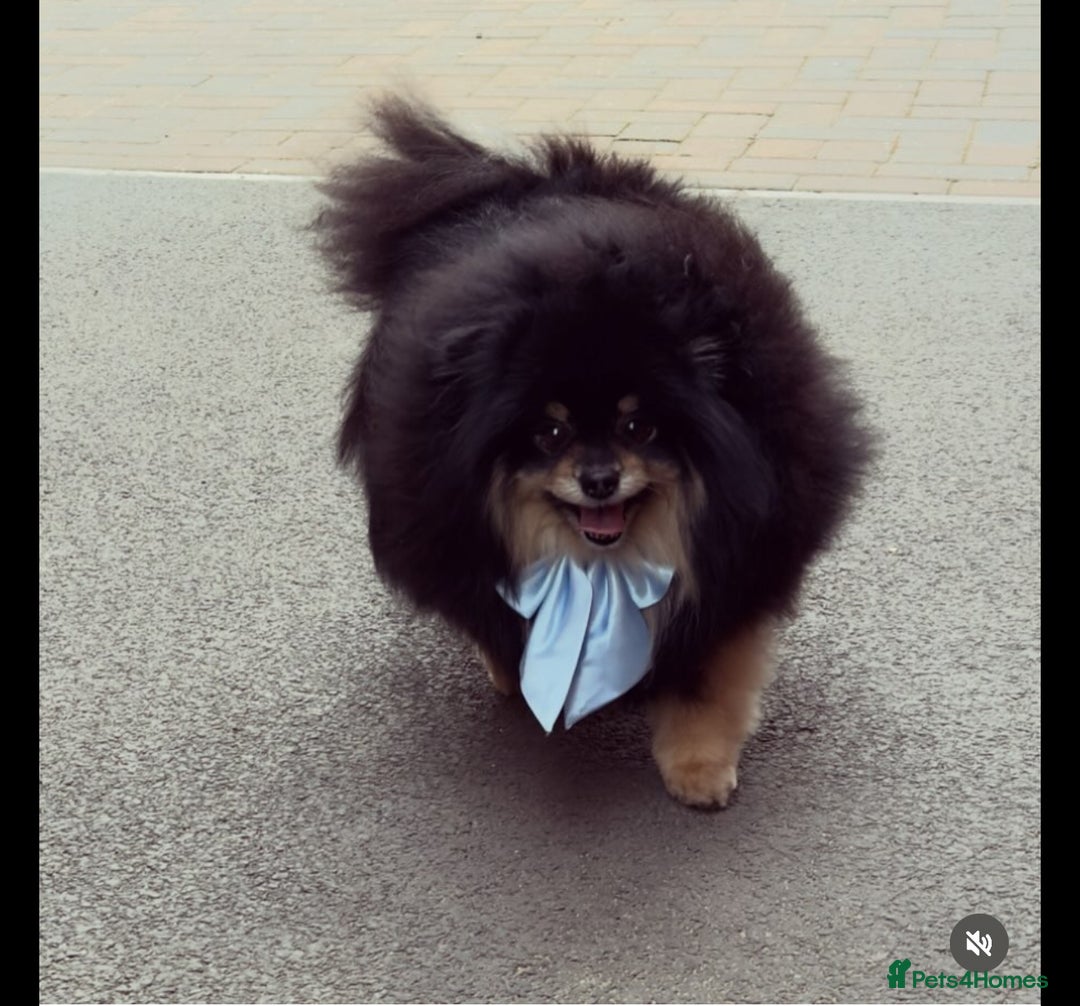 German Spitz dogs for sale: KC Reg Show Type German Spitz (Klein) For Sale. - Image 16