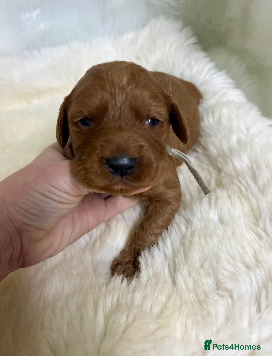 Goldendoodle dogs for sale: multigenerational Australian Red double doodles  - Advert 12