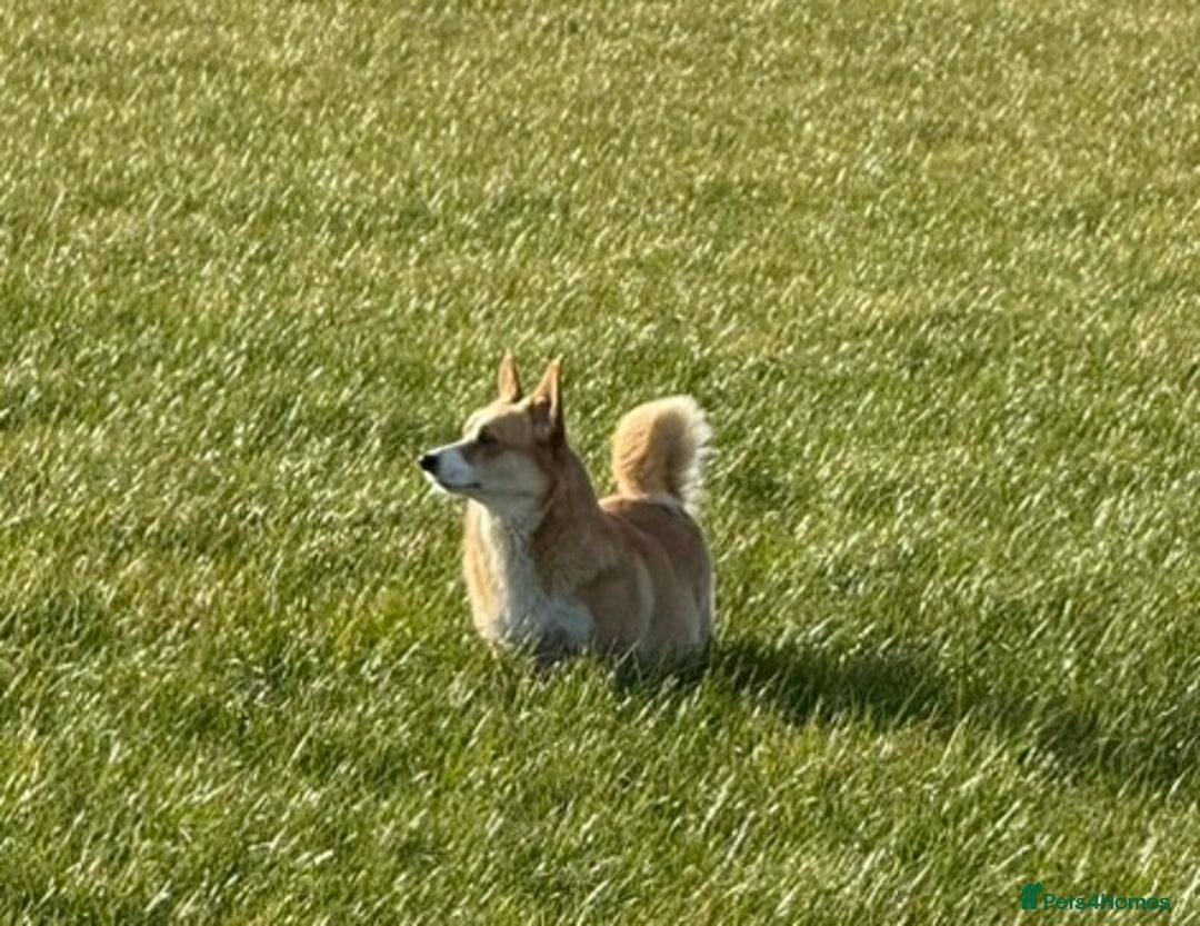 Welsh Corgi Pembroke dogs for sale: Top Pembrokeshire corgis fab Health & temprement  - Image 8