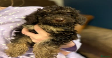 Miniature Poodle dogs Chocolate Phantom Mini Poodle -Ready Now - Advert 15