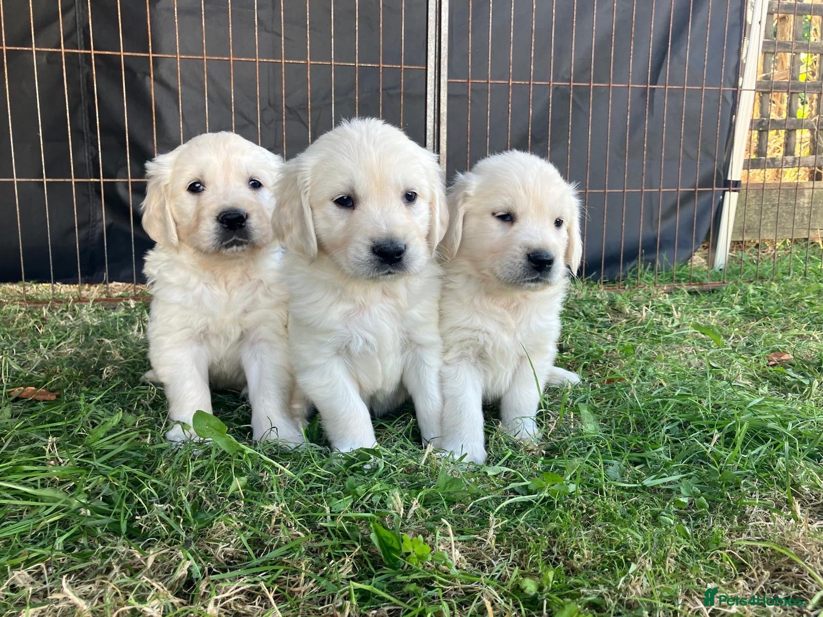 Golden Retriever dogs KC Reg Health Tested Golden Retriever Pups - Advert 1