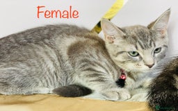 Ragdoll cats for sale: Ragdoll x tabby mix - Image 4