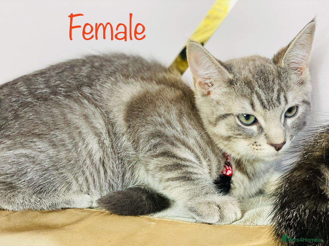 Ragdoll cats for sale: Ragdoll x tabby mix - Image 4