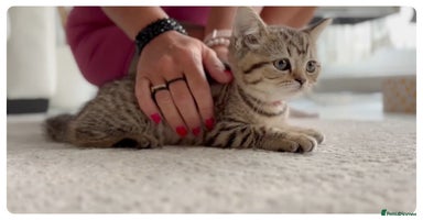 Scottish Fold cats - Advert 16