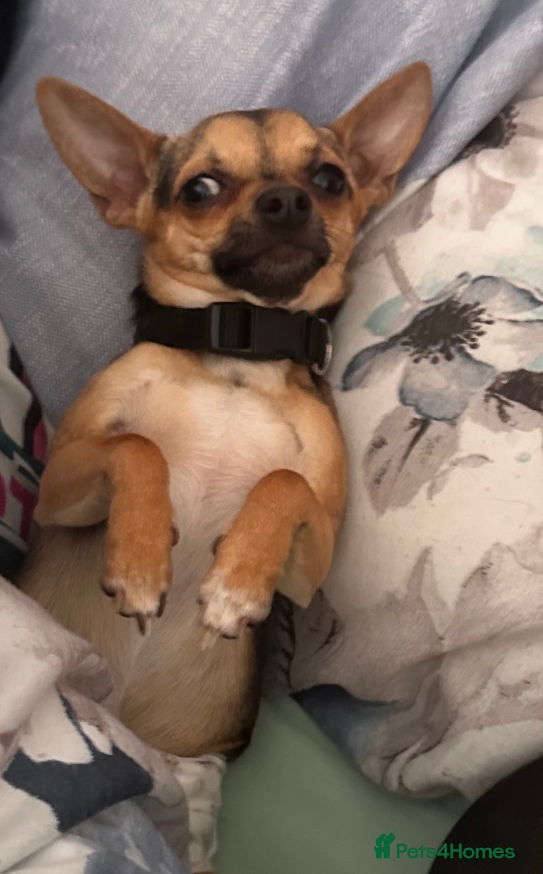 Chihuahua dogs for stud: Proven mini chihuahua stud - Image 6