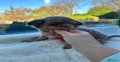 Chihuahua dogs KC LONG COAT CHIHUAHUA’S - Advert 5