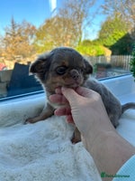 Chihuahua dogs KC LONG COAT CHIHUAHUA’S - Advert 5