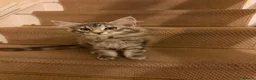 Maine Coon cats for sale: Maine coon kittens  - Advert 10