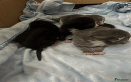Mixed Breed cats for sale: Kittens ready end of november - Image 2