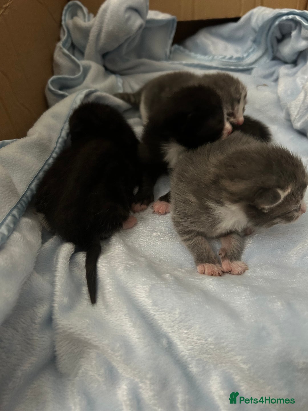 Mixed Breed cats for sale: Kittens ready end of november - Image 2