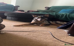 Mixed Breed dogs for sale: Ruby looking for forever home  - Image 5