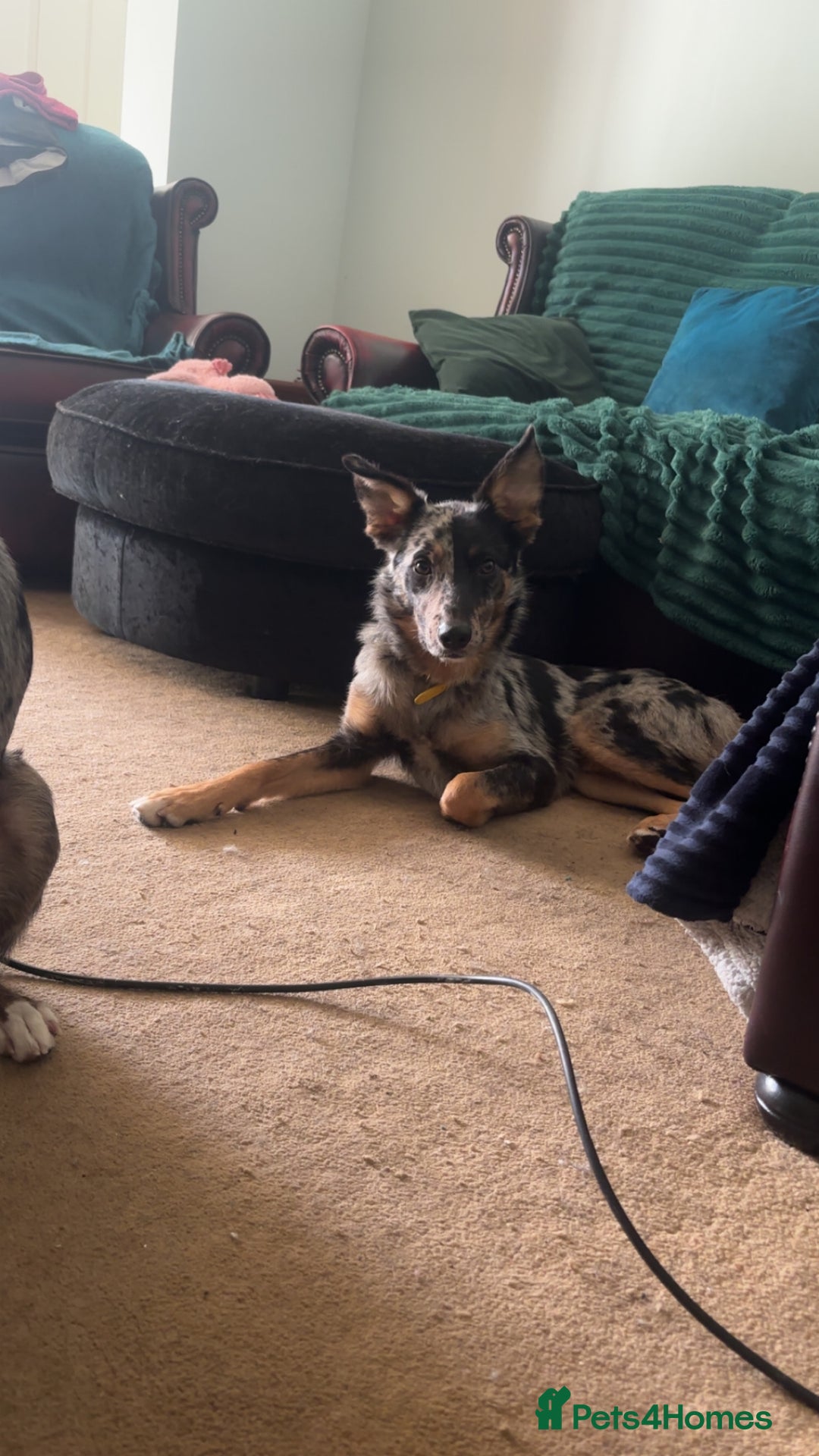 Mixed Breed dogs for sale: Ruby looking for forever home  - Image 5