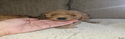 Cockapoo dogs for sale: Licenced breeder, red f1b cockapoo litter - Advert 21