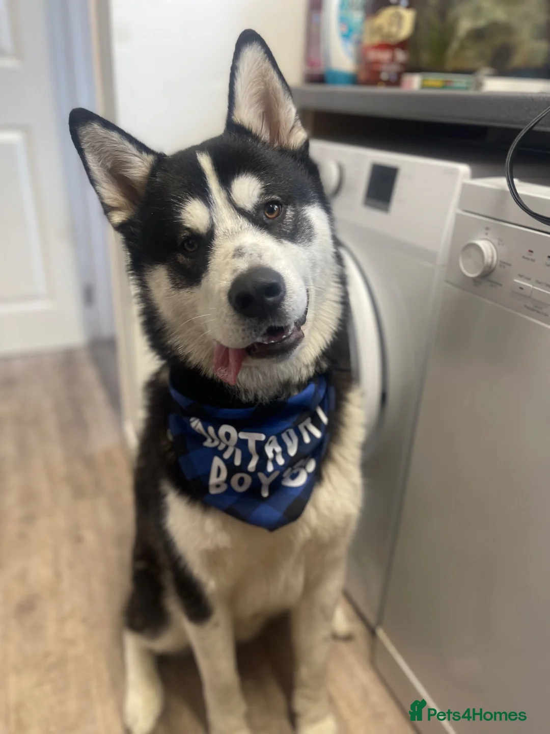 Mixed Breed dogs for sale: Tony-5 year old Siberian husky - Advert 12
