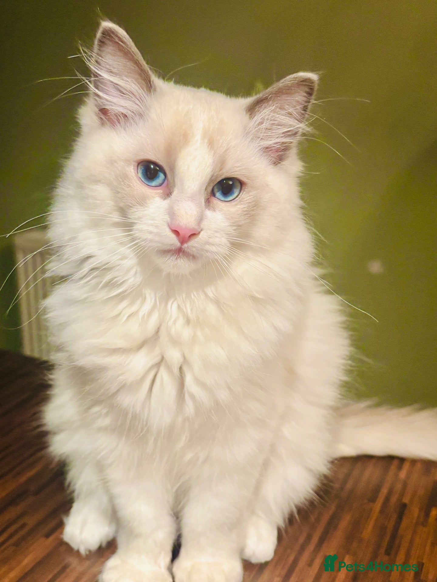 Ragdoll cats RAGDOLL KITTEN *VACCINATED & FREE INSURANCE* - Advert 9