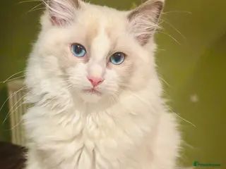 Ragdoll cats RAGDOLL KITTEN *VACCINATED & FREE INSURANCE* - Advert 9
