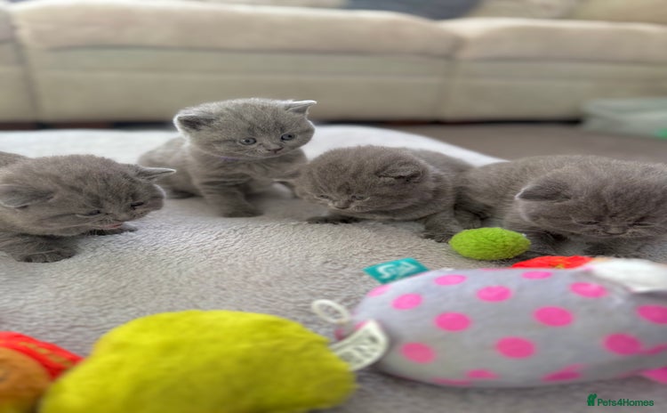 British Shorthair cats ✨British Shorthair GCCF 5 generation Pedigree✨ - Advert 7