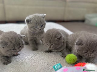British Shorthair cats ✨British Shorthair GCCF 5 generation Pedigree✨ - Advert 7